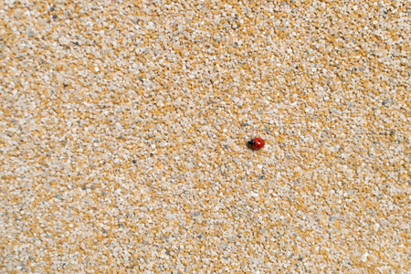 Decorative acrylic mosaic plaster texture on wall outside with ladybug. Natural marble chip...