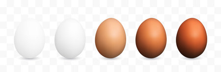 Set of Realistic White and Brown Whole Chicken Eggs. 3d Vector Illustration of Five Egg Collectionのイラスト素材