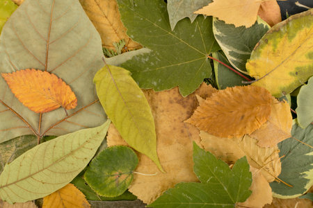 The forest floor, in camouflage colors with birch, oak, maple, chestnut, sycamore, linden and other...