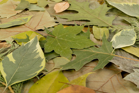 The forest floor, in camouflage colors with birch, oak, maple, chestnut, sycamore, linden and other leaf mix. Flat dried leaves top viewの写真素材