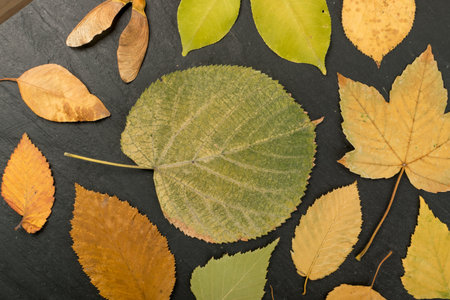The forest floor, in camouflage colors with birch, oak, maple, chestnut, sycamore, linden and other...