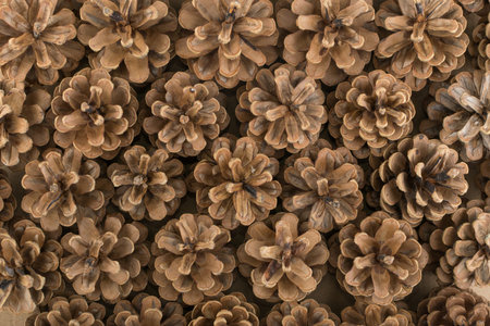 Dry brown pine cones background. Pinecones texture or pattern for card and decoration