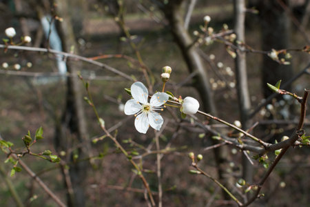 Beautiful Cherry Branch with Flowers in Spring Garden. White Fruit Blossoms and Flower Buds in Park...