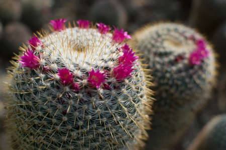 Macro photo of spiky cactus on natural blurred background. Thorn and flowers of cactuses textureの写真素材