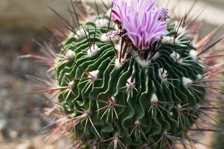 Macro photo of spiky cactus on natural blurred background. Thorn and flowers of cactuses texture