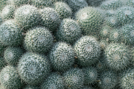 Macro photo of many spiky cactus on natural blurred background. Soft thorns of cactuses texture