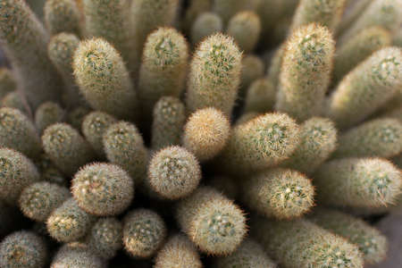 Macro photo of spiky cactus on natural blurred background. Thorn and flowers of cactuses textureの写真素材