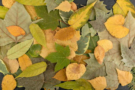 The forest floor, in camouflage colors with birch, oak, maple, chestnut, sycamore, linden and other...