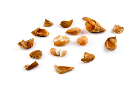 Dry apricot kernels and nutshell isolated on white background closeup. Macro shot of crushed plum...
