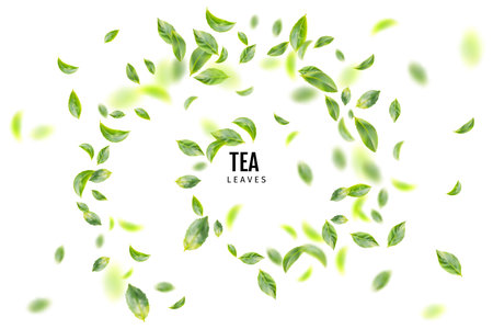 Beautiful Flying Green Tea Leaf Realistic 3d Background. Tea Leaves Vortex or Tea Leaves Pattern with Place for Text