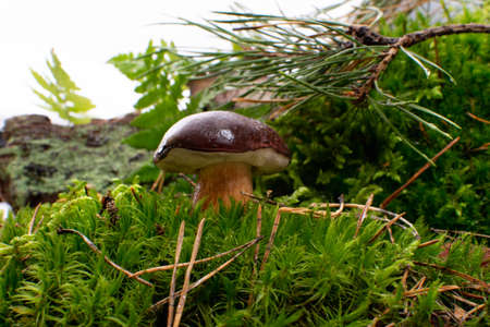 Boletus badius or bay bolete mushrooms in green moss. Natural wild forest mushroomsの写真素材