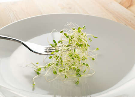 Macro shot of eating clover sprouts with a fork in restaurant. Sprouted vegetable seeds for raw diet food, micro green healthy eating conceptの写真素材