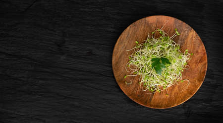 Red clover sprouts and radish sprouts on wooden plate and black background with copyspace top view. Sprouted vegetable seeds, sprouting plants for raw diet food, micro green healthy eating conceptの写真素材