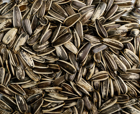 Pile of large striped sunflower seeds with shell texture background top view. Heap of dry roasted...