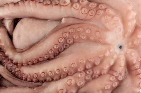 Macro shot of whole frozen octopus isolated on white background. Raw iced seafood with squid big...