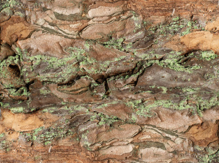 Natural Pine, Cedar or Oak Tree Bark Texture Pattern with Copy Space for Text