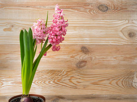 Fresh pink hyacinth flower on wood background. Single blooming hyacinthus first spring flower in pot with copy spaceの写真素材