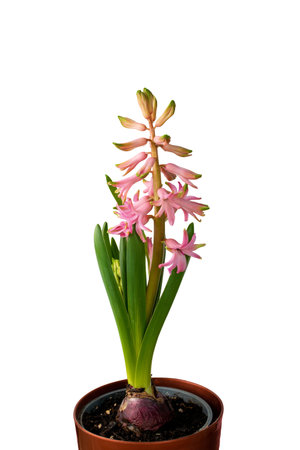 Fresh pink hyacinth flower isolated on white background. Single blooming hyacinthus first spring...