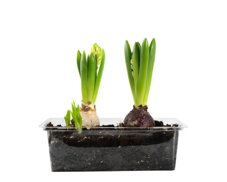 Light and dark hyacinth bulbs with fresh green sprouts and unopened flower buds isolated on white...