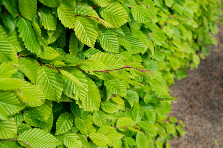 Young Light Green Tree Leaves Illuminated by the Sun. Beautiful Sunshine Natural Spring Texture Backgroundの写真素材