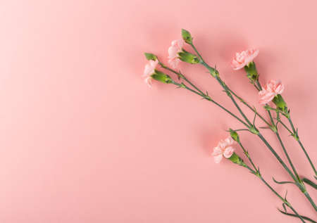 Fresh carnation flower bouquet on pink background top view with copy space. Yellow, pink and red flowers of dianthus or schabaud mockupの写真素材