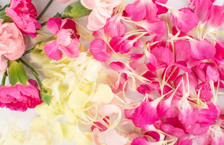 Fresh carnation flower petal pattern on white background closeup. Yellow, pink and red flowers of...