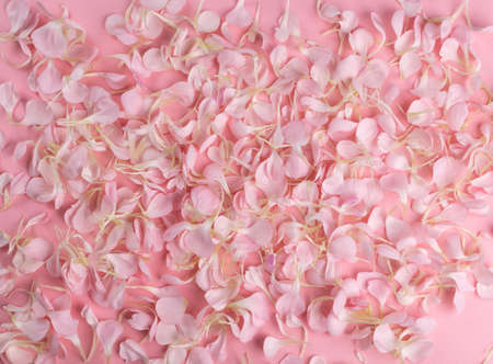 Pink carnation petals pattern, Flower flakes texture background top view. Rose petal wallpaper, spring blossom romantic mockup flat layの写真素材