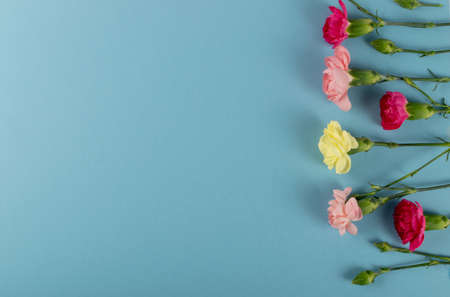 Carnation flower flat lay mockup on cool blue background top view. Pink and red flowers of dianthus or schabaud flatlay texture patternの写真素材