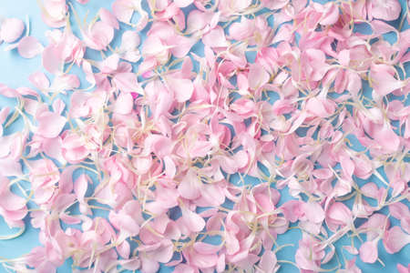 Pink carnation petals pattern, Flower flakes texture on blue background top view. Rose petal wallpaper, spring blossom romantic mockup flat layの写真素材