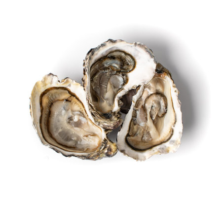 Fresh opened oyster half isolated on white background. Raw french oysters mollusc, shellfish or...