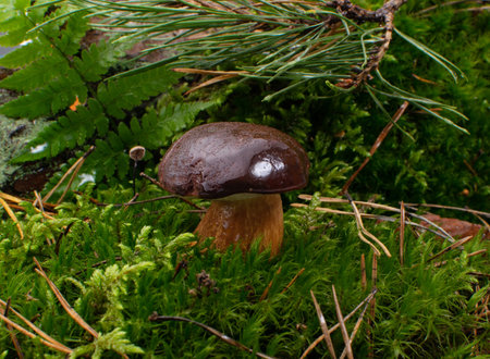 Boletus badius or bay bolete mushrooms in green moss. Natural wild forest mushrooms