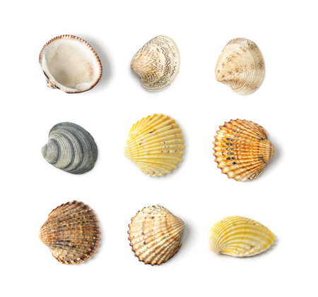 Multicolored Seashells Collection Isolated on White Background Top View. Set of Brown, Yellow and...