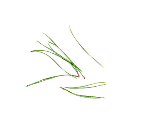 Heap of pine needles isolated on white background. Dry and green coniferous trees needles