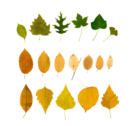 Set of dry leaves bouquet or ikebana isolated on white background flat lay and top view. Studio...