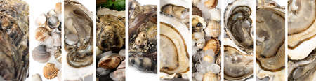 Fresh closed oyster isolated on white background. Raw french oysters mollusc, shellfish or mussel top viewの写真素材