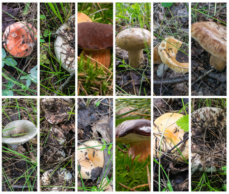 Wild Edible Mushrooms Collage. Various Mushroom Hunting Photo Collection, Pink Russula Vesca in Forest Grass, Russula Lepida Gathering Foto Mixの写真素材