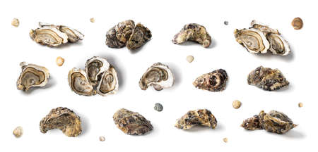 Set of fresh oysters isolated on white background. Raw french oysters mollusc, shellfish or mussels collection top viewの写真素材