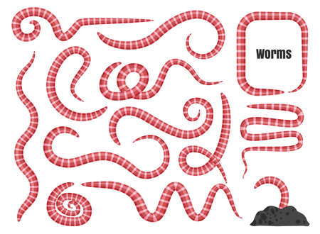 Earth worm set. Earthworms vector illustration, pink segmented soil worms, annelida, cartoon lumbricus collection isolated on white backgroundのイラスト素材