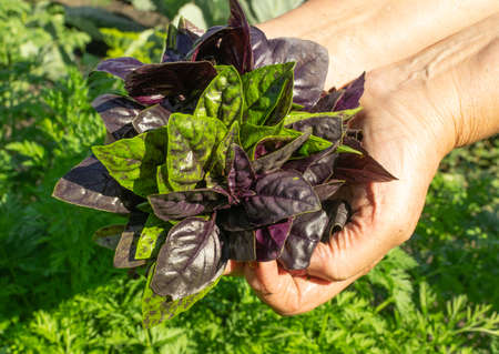 Eco basil harvest in kitchen garden. Purple and green basil bunch in farmer hands, organic herbs crop, greens pickingの写真素材