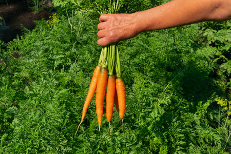 Eco carrot harvest in kitchen garden. Carrot bunch in farmer hands, organic vegetable crop, picking