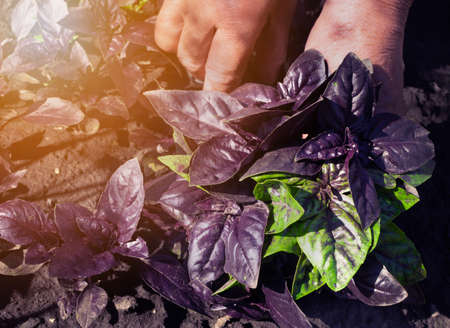 Eco basil harvest in kitchen garden. Purple and green basil bunch in farmer hands, organic herbs crop, greens pickingの写真素材