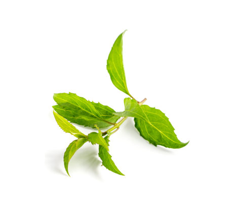 Young branch isolated. Spring tree twig with light green leaves on white background