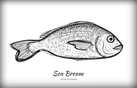 Hand drawn sketched Orata fish. Fresh dorado doodle, seabream sketch, gilt-head bream drawing, dorada ink scribble illustrtation, sparus aurata sea fish handdrawn vector imitationのイラスト素材
