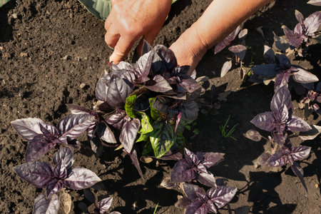 Eco basil harvest in kitchen garden. Purple and green basil bunch in farmer hands, organic herbs...
