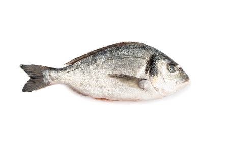 Orata fish isolated. Fresh dorado, seabream, raw gilt-head bream, dorada, uncooked dorade, doraden...