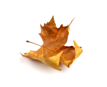 Sycamore autumn leaf isolated. Platanus brown foliage, big sycamore curved leaves on white...