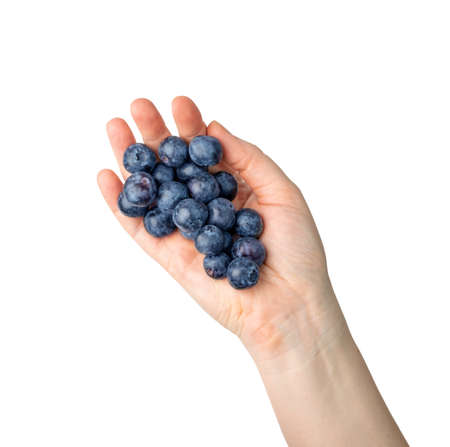 Large blueberries isolated. Blueberry pile in hand, forest blue berry, bluberry in palms, bilberry, fresh blueberries, huckleberry on white background top viewの写真素材