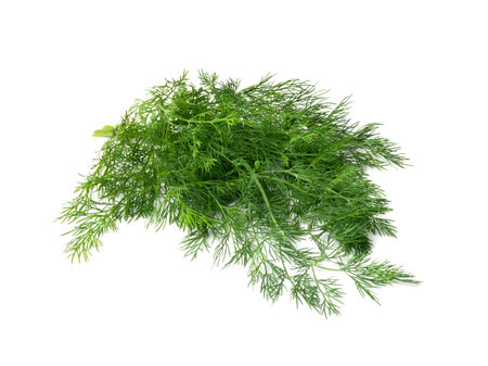 Dillsprig isolated. Fresh fennel twig, herb plant bunch, macro photo of fragrant dill twig on white backgroundの写真素材