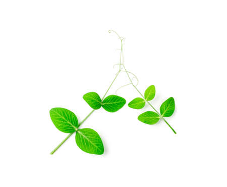 Pea leaf isolated. Green leaves, fresh legumes sprouts, spring pea shoots on white backgroundの写真素材