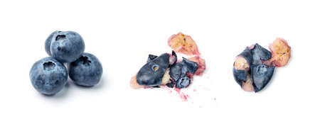 Blueberries isolated. Crushed blueberry, smashed forest blueberry, scattered bluberry, bilberry, fresh blueberries, huckleberry on white background top viewの写真素材